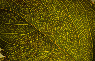 Abstract background- a macro detailed image of a green leaf. Selective focus. Background image.