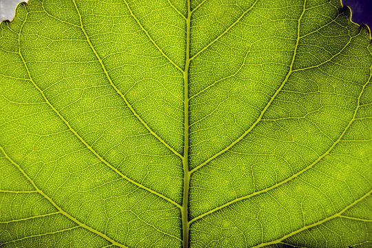 Abstract background- a macro detailed image of a green leaf. Selective focus. Background image.