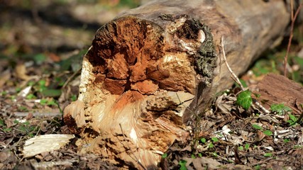 tronc d'arbre en decomposition