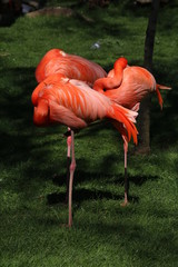 Flamingos