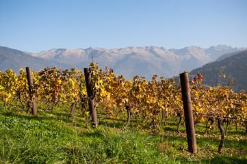 Vignes montagne automne