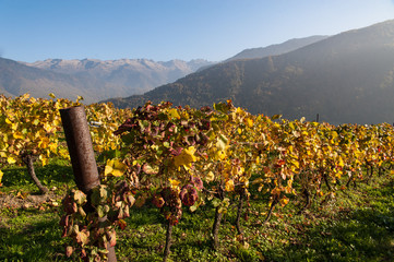 Vignes montagne automne