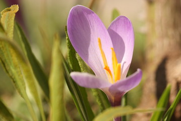 Naklejka premium krokus erblüht im frühling