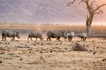 White Rhinoceros aka Square-lipped Rhinoceros