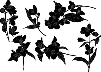 six black jasmin spring branch sketches