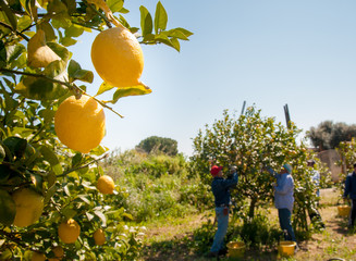 Closeup view of lemons on tree and pickers at work in the background
