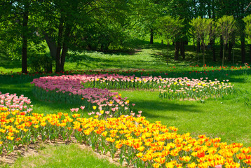 Plakat Beautiful colorful tulips in the park on a background of green trees, 