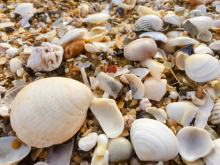 Abstract natural sandy beach closeup, seacoast background. Space surface for text