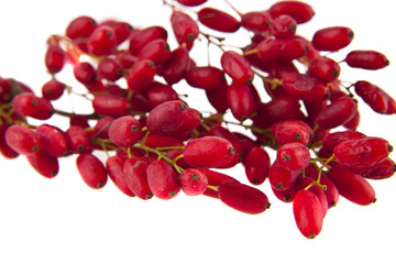 barberry