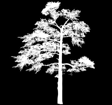 white one pine large silhouette on black