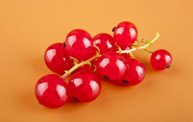 red currant
