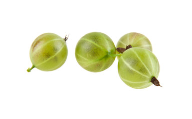 gooseberry