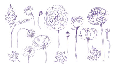 Hand drawn outline floral elements set. Collection with ranunculus flowers.