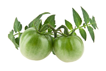 Fototapeta premium green tomatoes