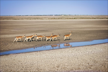 herd of young deer running through water in the steppe 