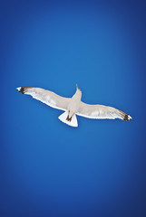 seagull flies against the blue sky view from below