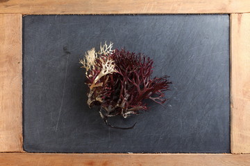 The seaweed put on slate board represent the sea plant and plant concept related idea.