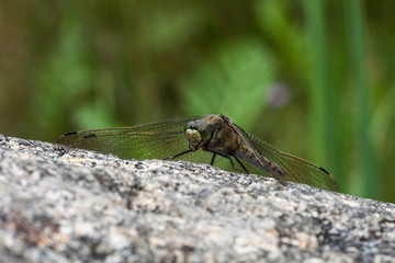 Großer Blaupfeil