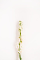 White flower on white background. Flat lay, top view.