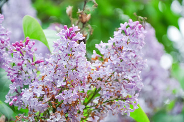 Detail of Lilac flower
