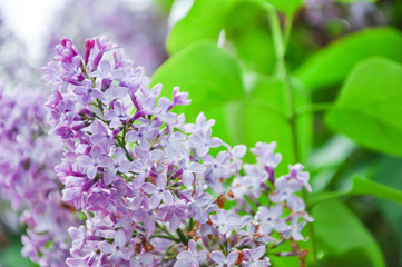 Detail of Lilac flower