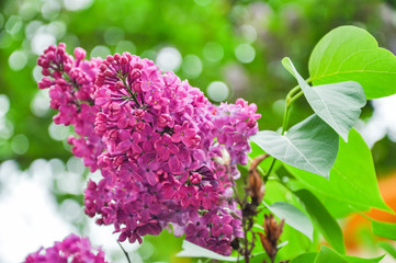 Detail of Lilac flower