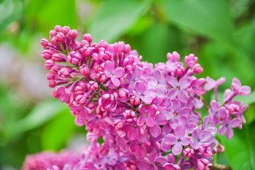 Detail of Lilac flower