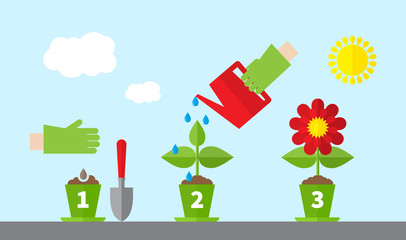 Infographic stages of plant growth. Growing concept. Flat design, vector illustration.