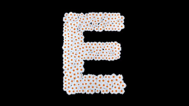 Letter E from white daisy flowers with alpha channel