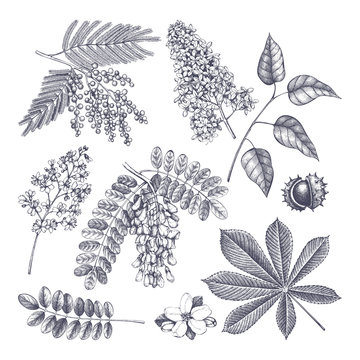 Hand drawn blossoming tree illustration. Vintage floral elements. Vector flowers sketch collection.