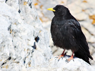Alpine yellow billed chough