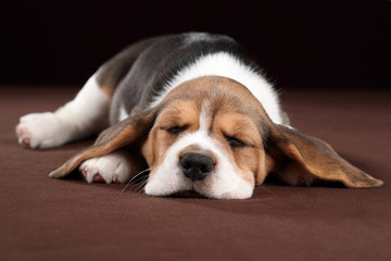 Cute beagle puppy is sleeping