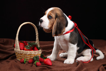 Cute beagle puppy with strawberries