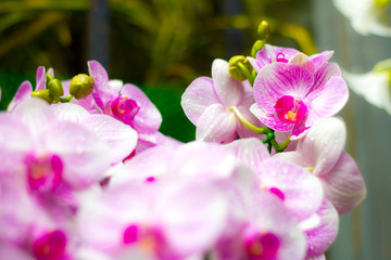 Fototapeta na wymiar Beautiful Orchid Flower