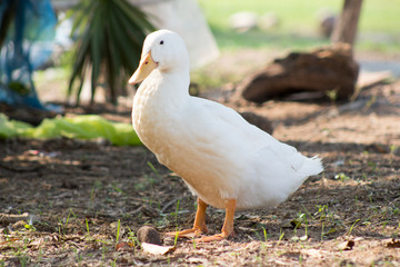 Portrait of duck outdoors.