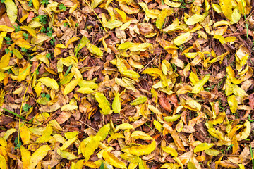 Dried Tree Leaf Background