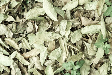 Dried Tree Leaf Background