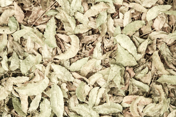 Dried Tree Leaf Background
