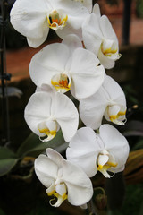 Travel to Chiangmai, Thailand. The flowers of the white orchids on the branch.