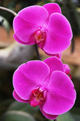 Travel to Chiangmai, Thailand. The flowers of the pink orchids on the branch.