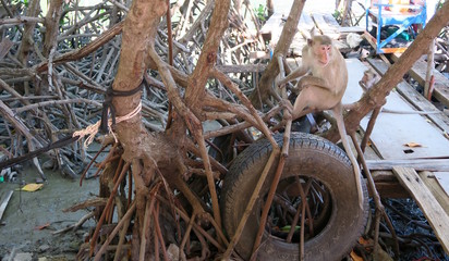 Wild monkey sitting on a tree near the sea