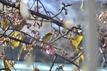 早咲きの河津桜に、蜜を吸いに来たメジロです。