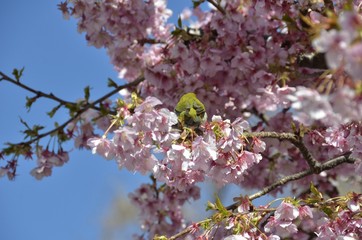 早咲きの河津桜に、蜜を吸いに来たメジロです。