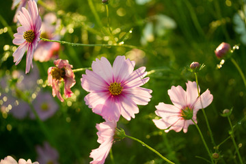 Cosmos flowers background