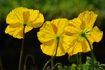 Pavots jaunes au lever du soleil au printemps au jardin