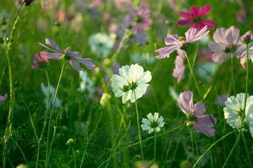 Cosmos flowers background