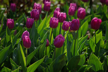 Tulipes violettes au printemps au jardin