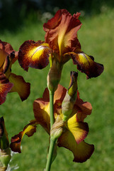 Iris jaune et rouge au jardin au printemps