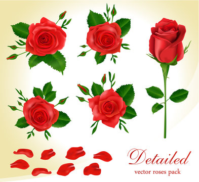 Detailed realistic red roses collection.