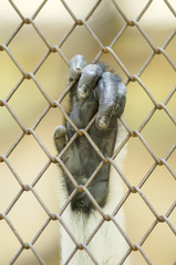 Monkey hand on the fence